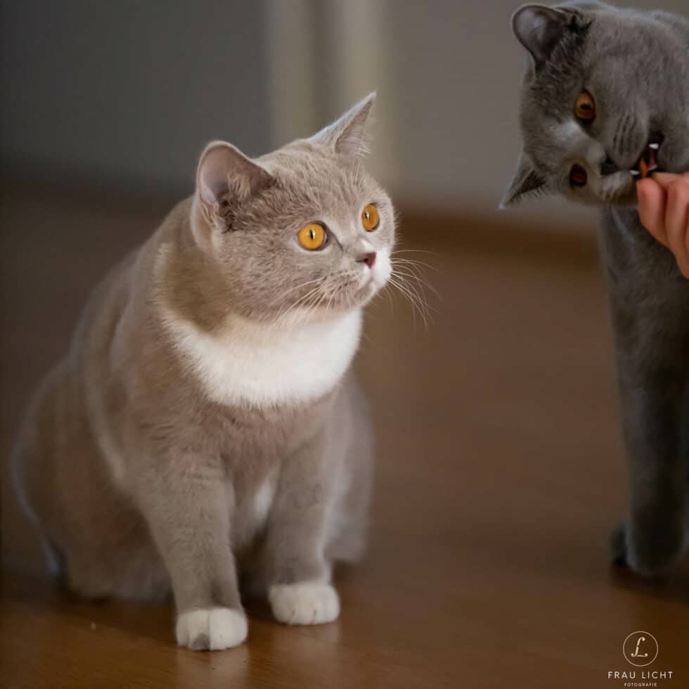 carina-kofler-frau-licht-fotografie-tierfotografie6