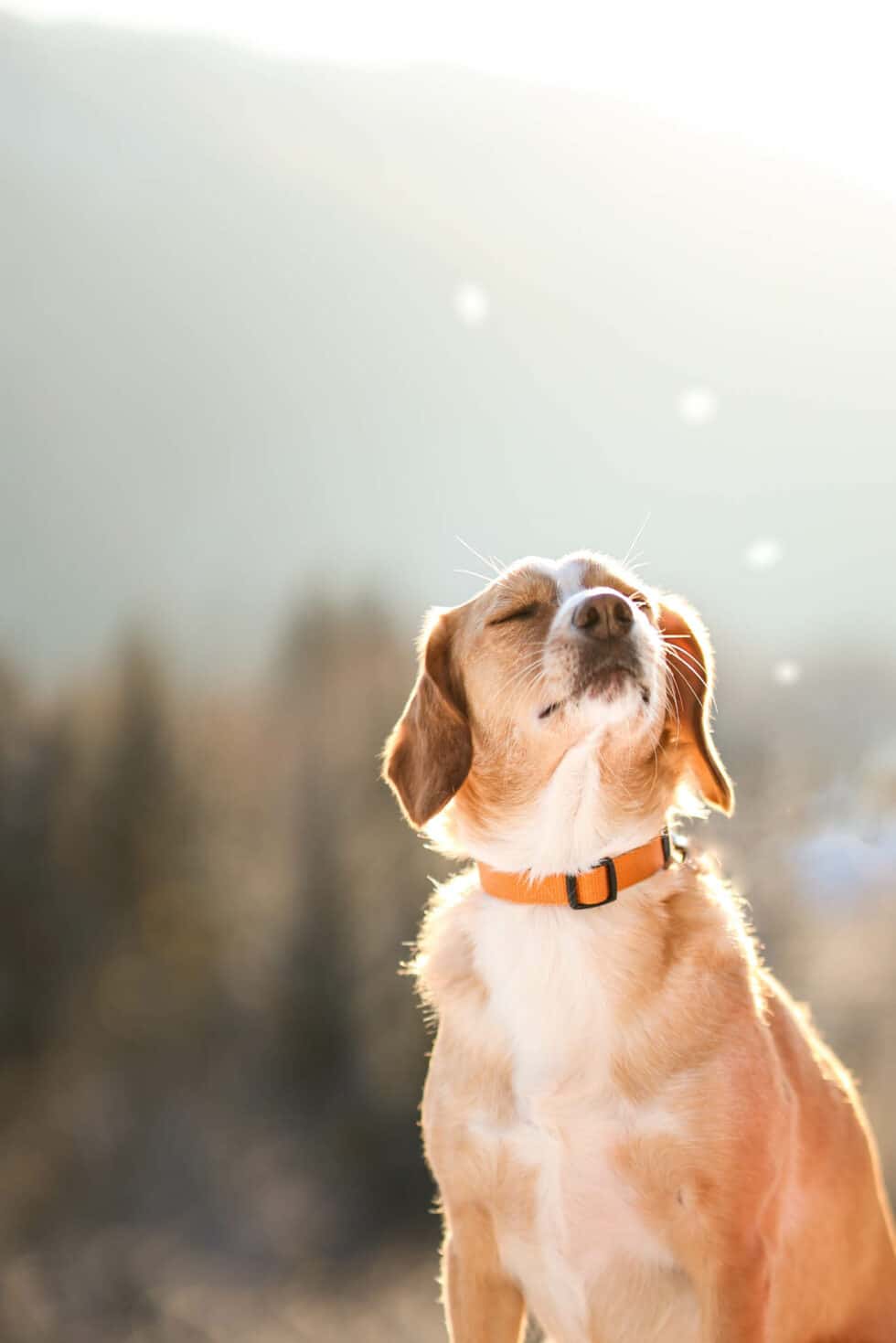 carina-kofler-frau-licht-fotografie-tierfotografie60