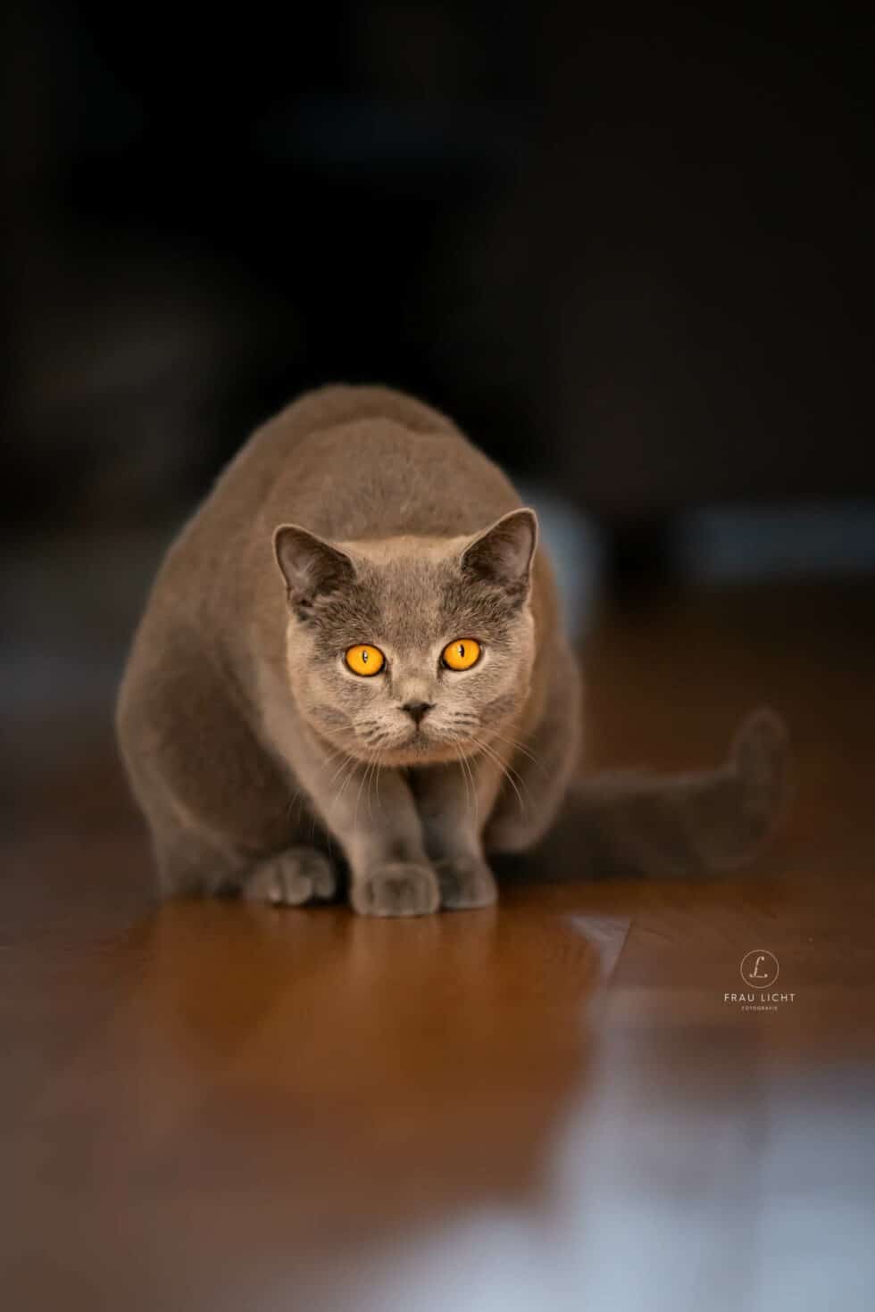 carina-kofler-frau-licht-fotografie-tierfotografie61