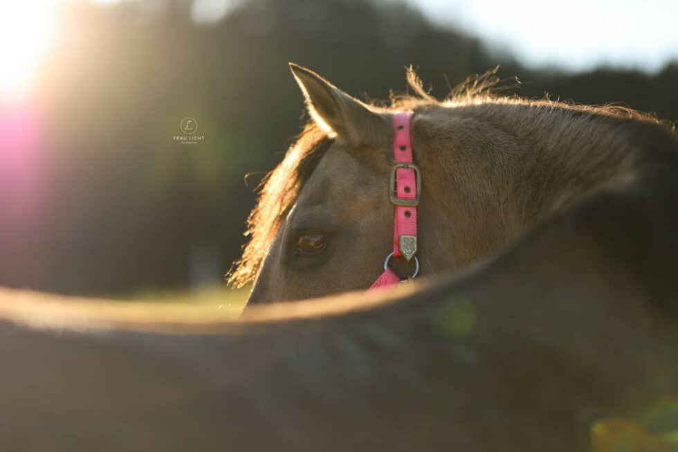 carina-kofler-frau-licht-fotografie-tierfotografie62