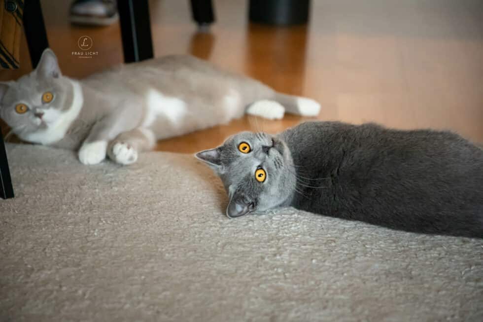 carina-kofler-frau-licht-fotografie-tierfotografie63