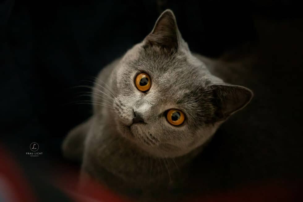 carina-kofler-frau-licht-fotografie-tierfotografie64