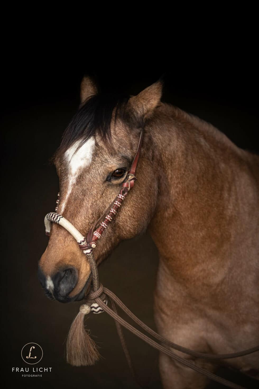 carina-kofler-frau-licht-fotografie-tierfotografie65