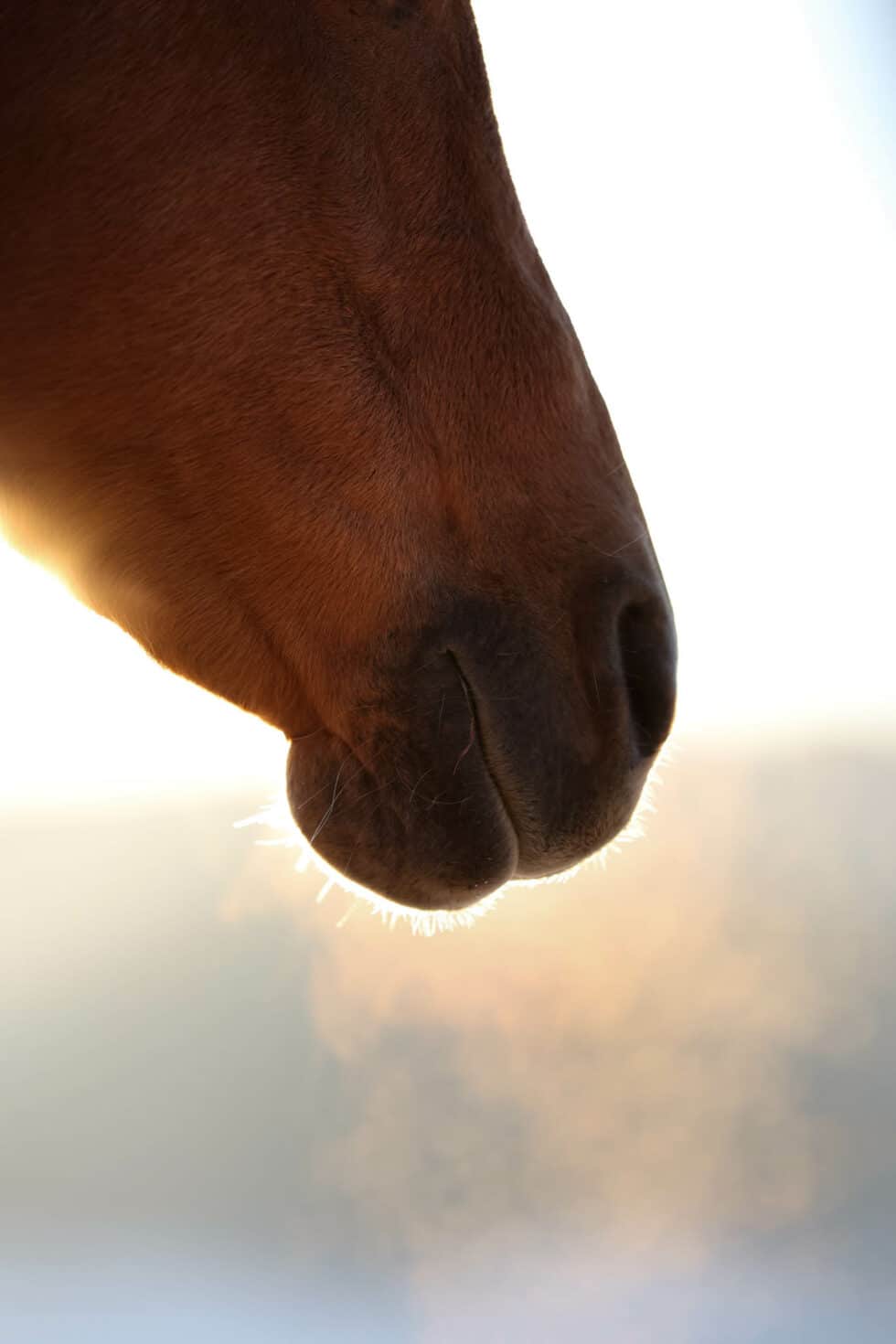carina-kofler-frau-licht-fotografie-tierfotografie66
