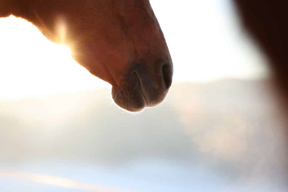 carina-kofler-frau-licht-fotografie-tierfotografie67