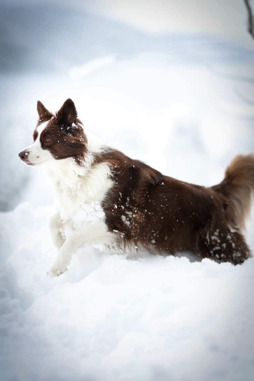 carina-kofler-frau-licht-fotografie-tierfotografie68