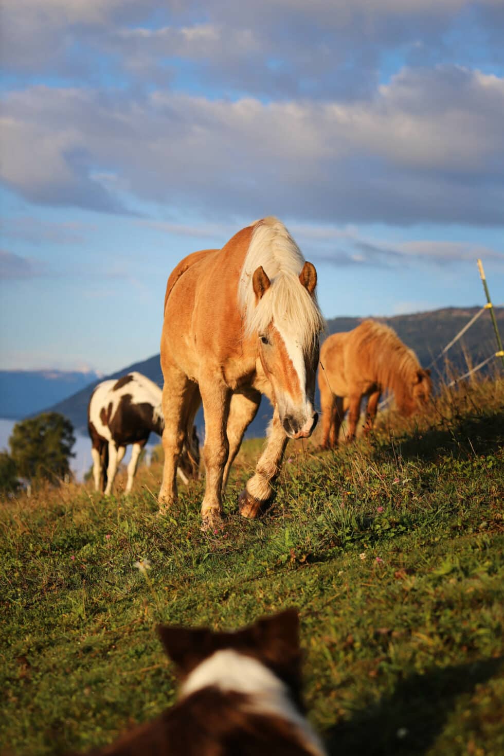 carina-kofler-frau-licht-fotografie-tierfotografie69