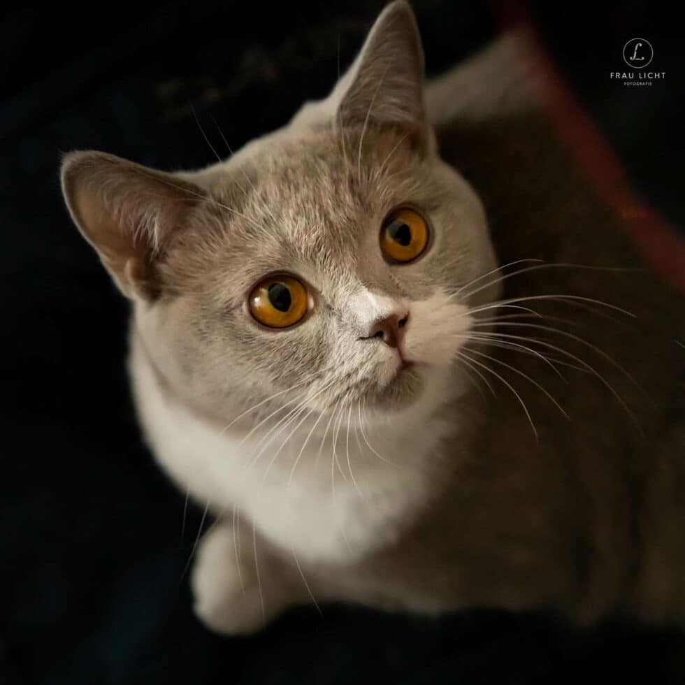 carina-kofler-frau-licht-fotografie-tierfotografie7