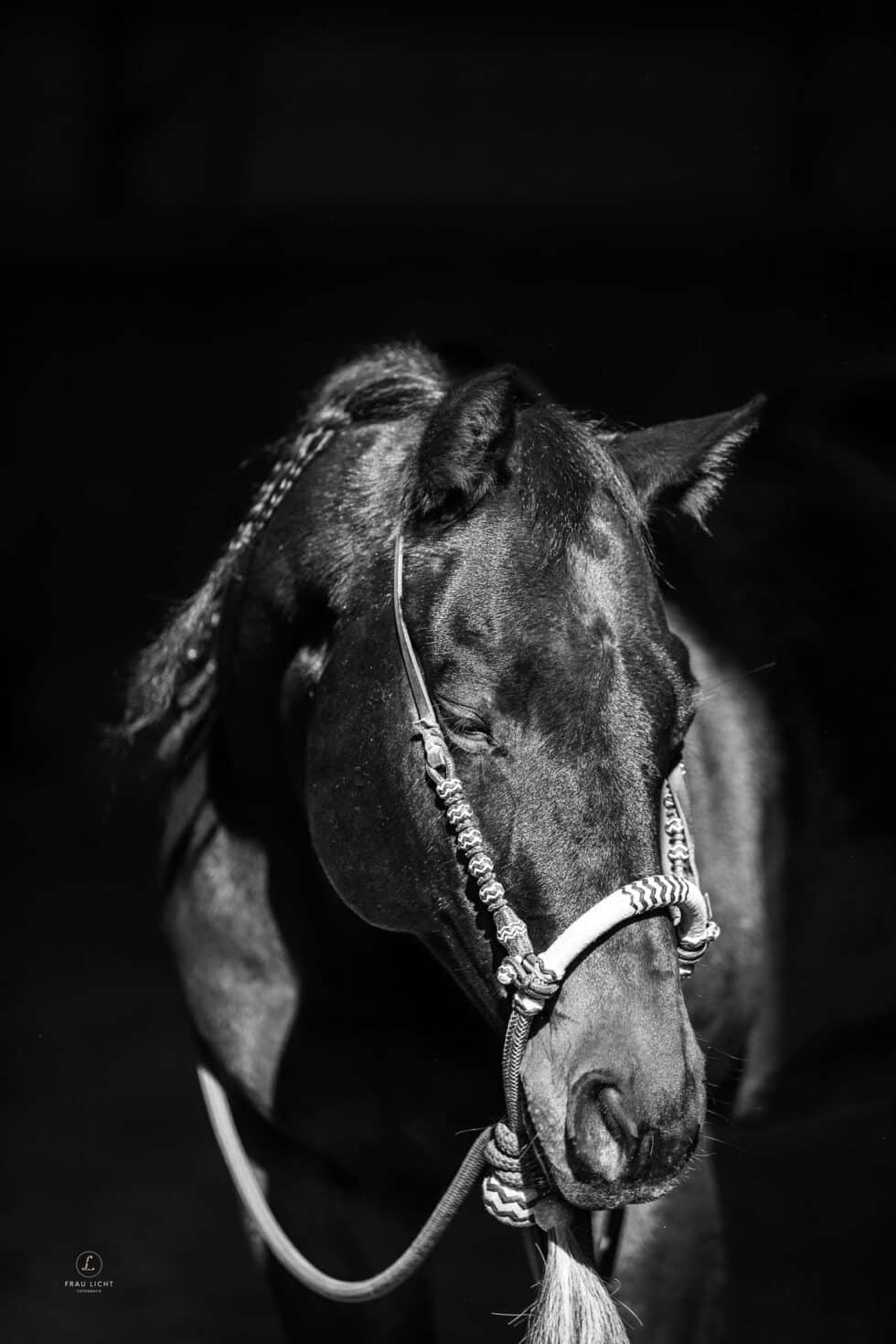 carina-kofler-frau-licht-fotografie-tierfotografie70