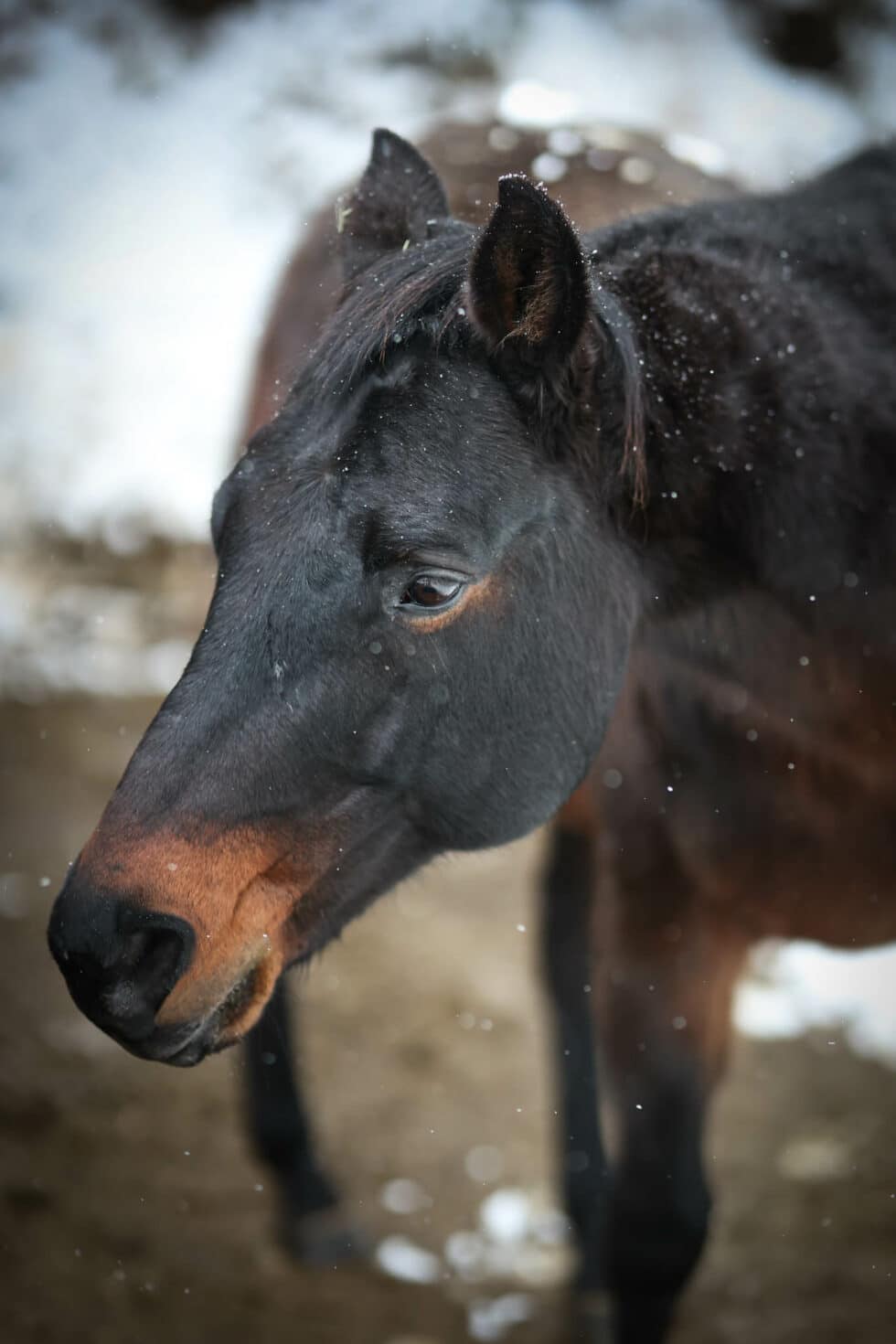 carina-kofler-frau-licht-fotografie-tierfotografie71