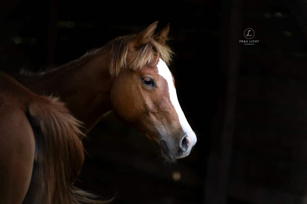 carina-kofler-frau-licht-fotografie-tierfotografie72