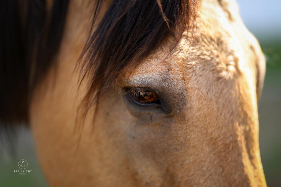 carina-kofler-frau-licht-fotografie-tierfotografie73