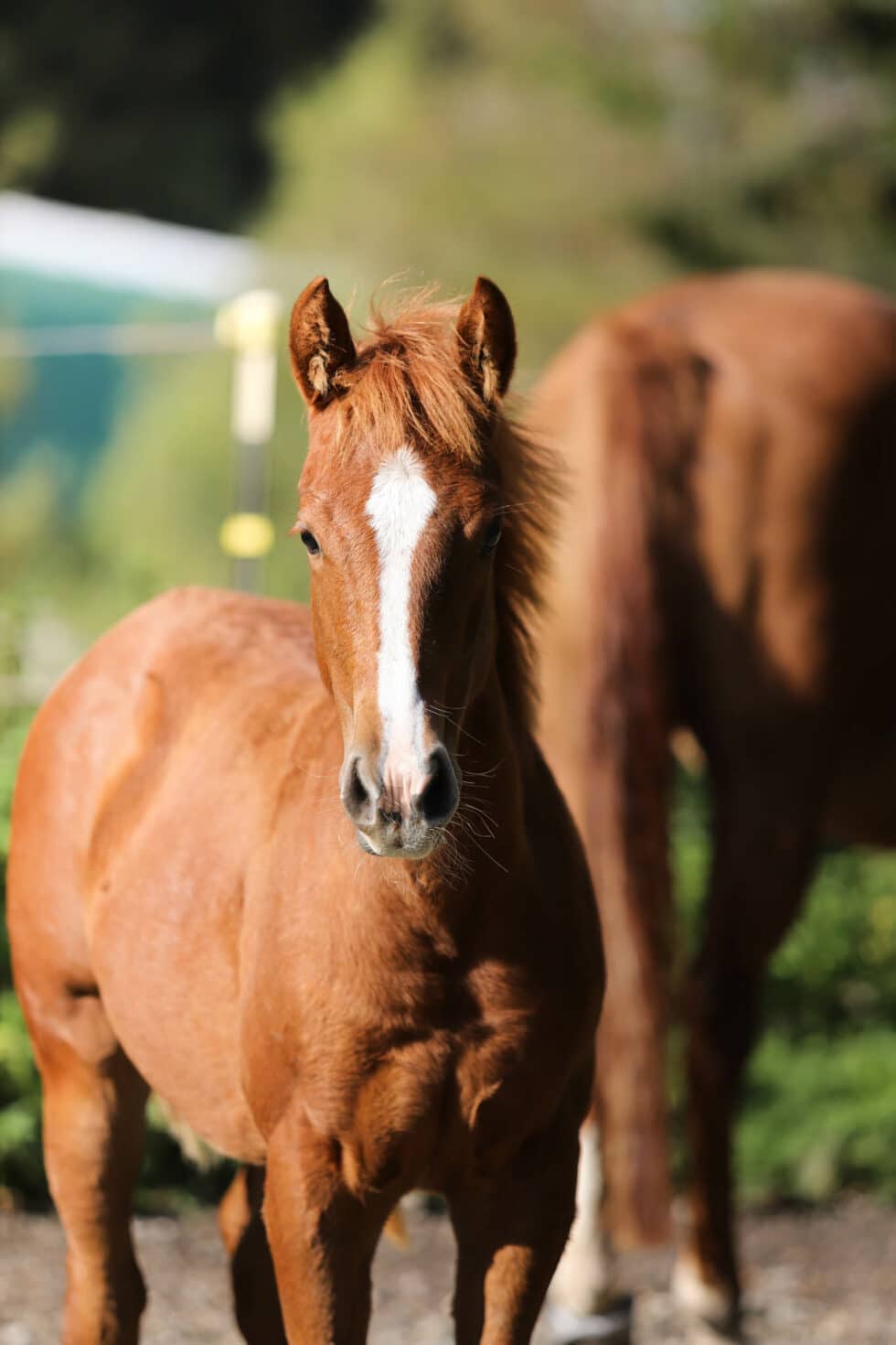 carina-kofler-frau-licht-fotografie-tierfotografie74
