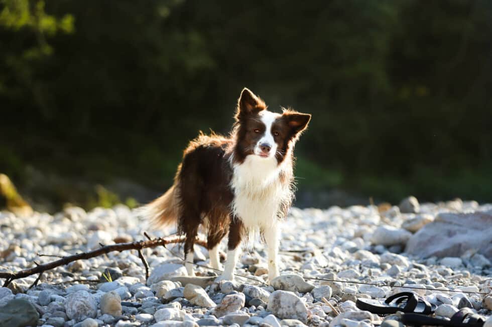 carina-kofler-frau-licht-fotografie-tierfotografie75