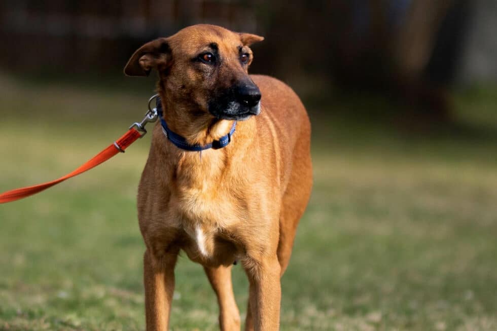 carina-kofler-frau-licht-fotografie-tierfotografie77