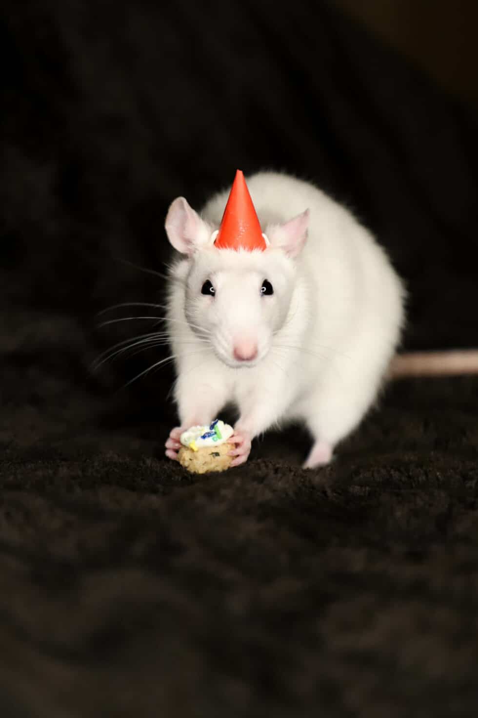 carina-kofler-frau-licht-fotografie-tierfotografie79