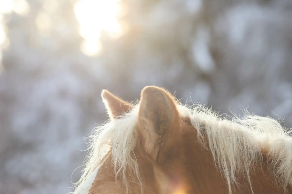 carina-kofler-frau-licht-fotografie-tierfotografie8