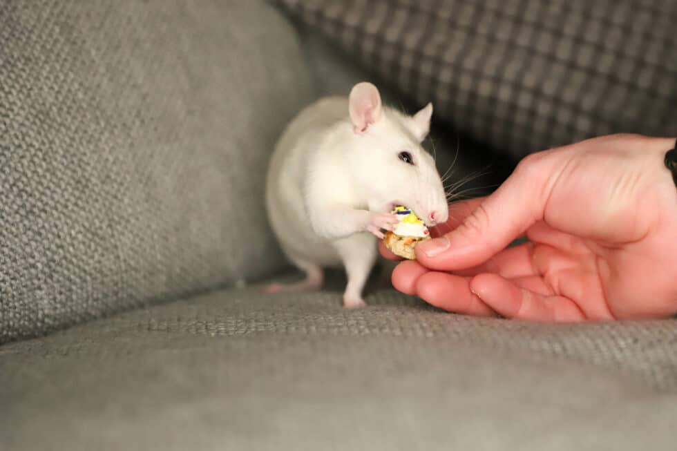 carina-kofler-frau-licht-fotografie-tierfotografie80