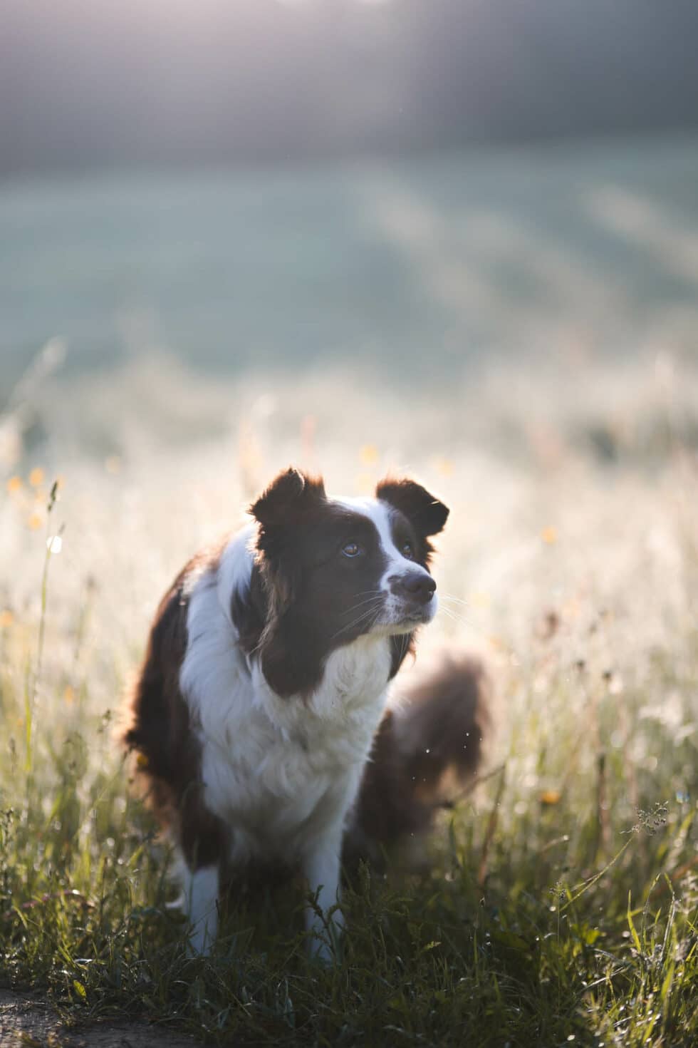 carina-kofler-frau-licht-fotografie-tierfotografie82