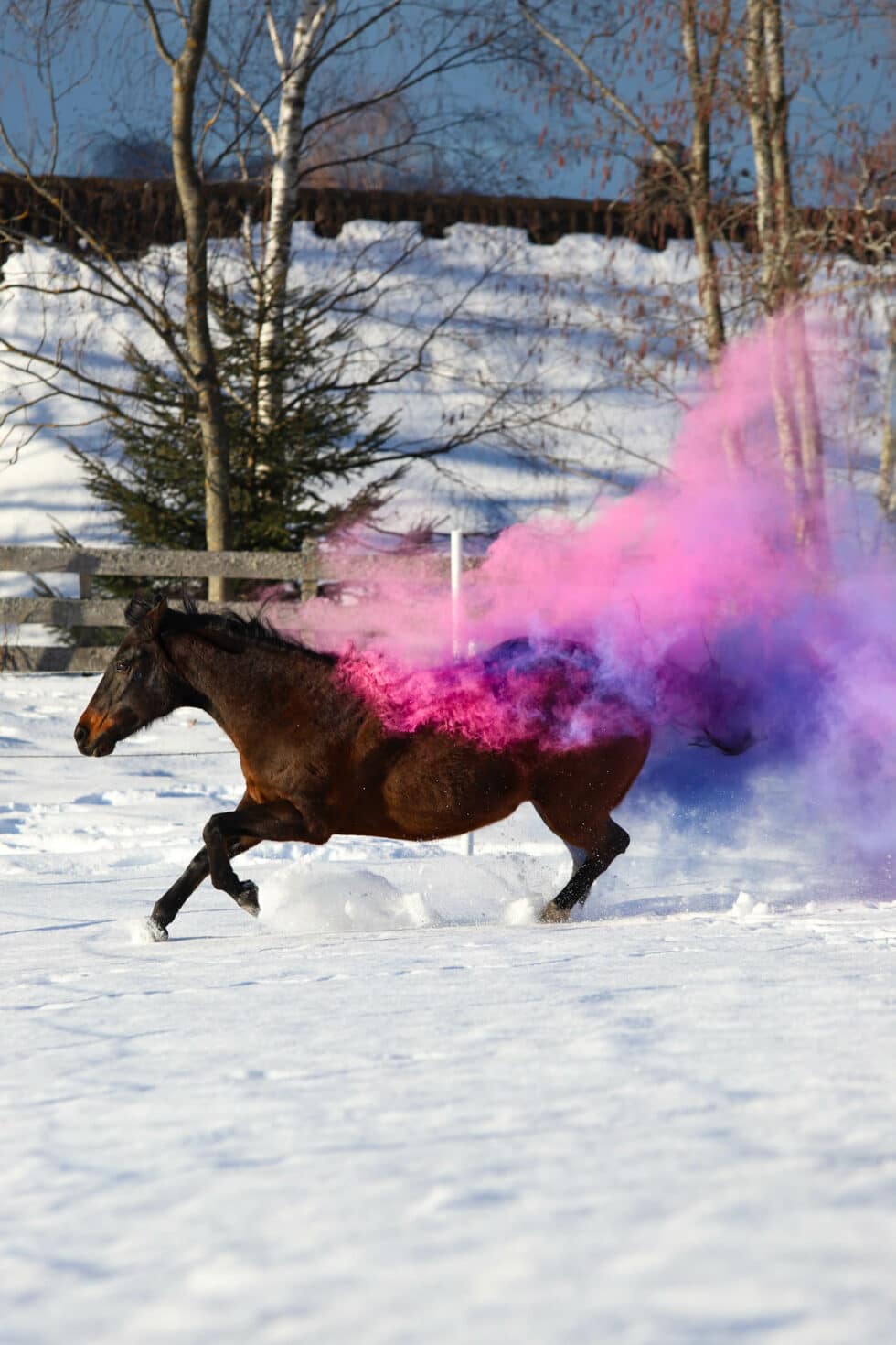 carina-kofler-frau-licht-fotografie-tierfotografie83
