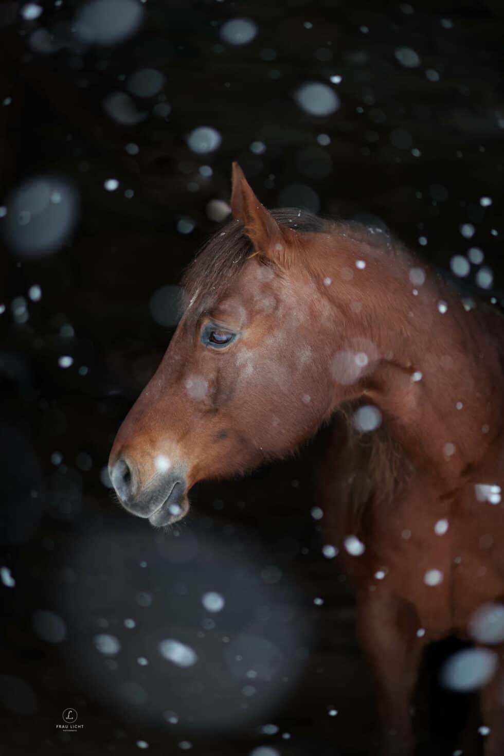 carina-kofler-frau-licht-fotografie-tierfotografie84