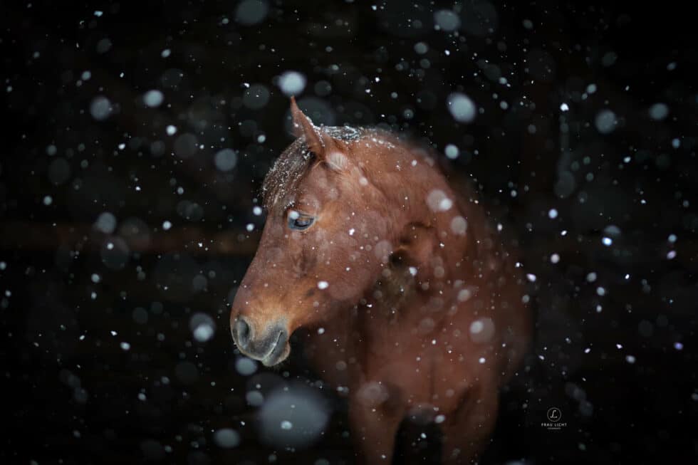 carina-kofler-frau-licht-fotografie-tierfotografie85