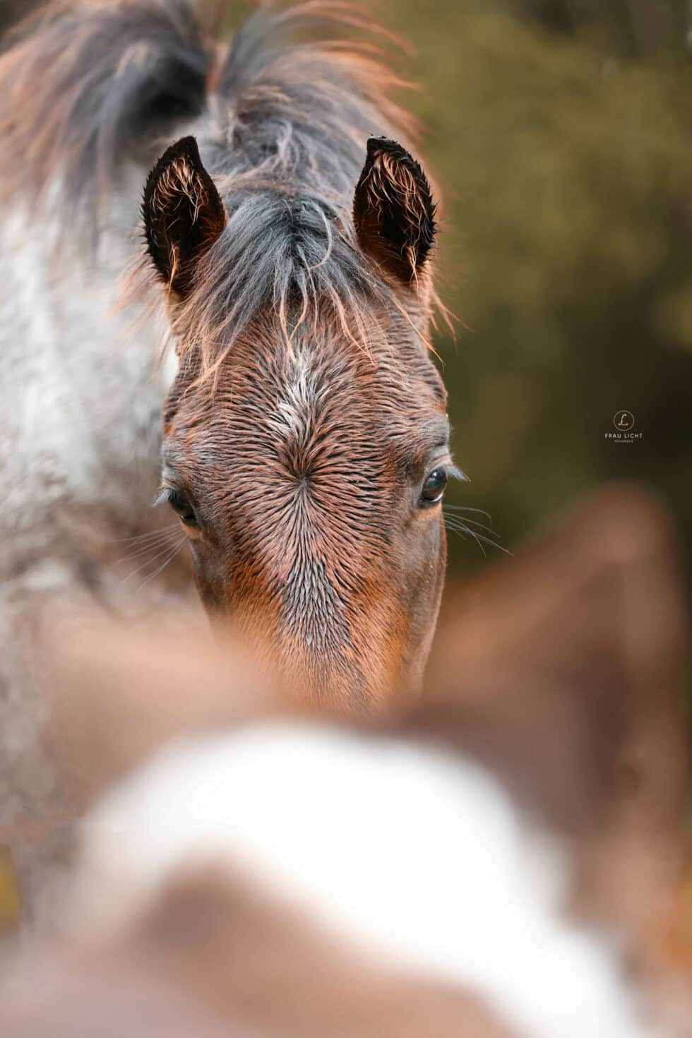 carina-kofler-frau-licht-fotografie-tierfotografie87