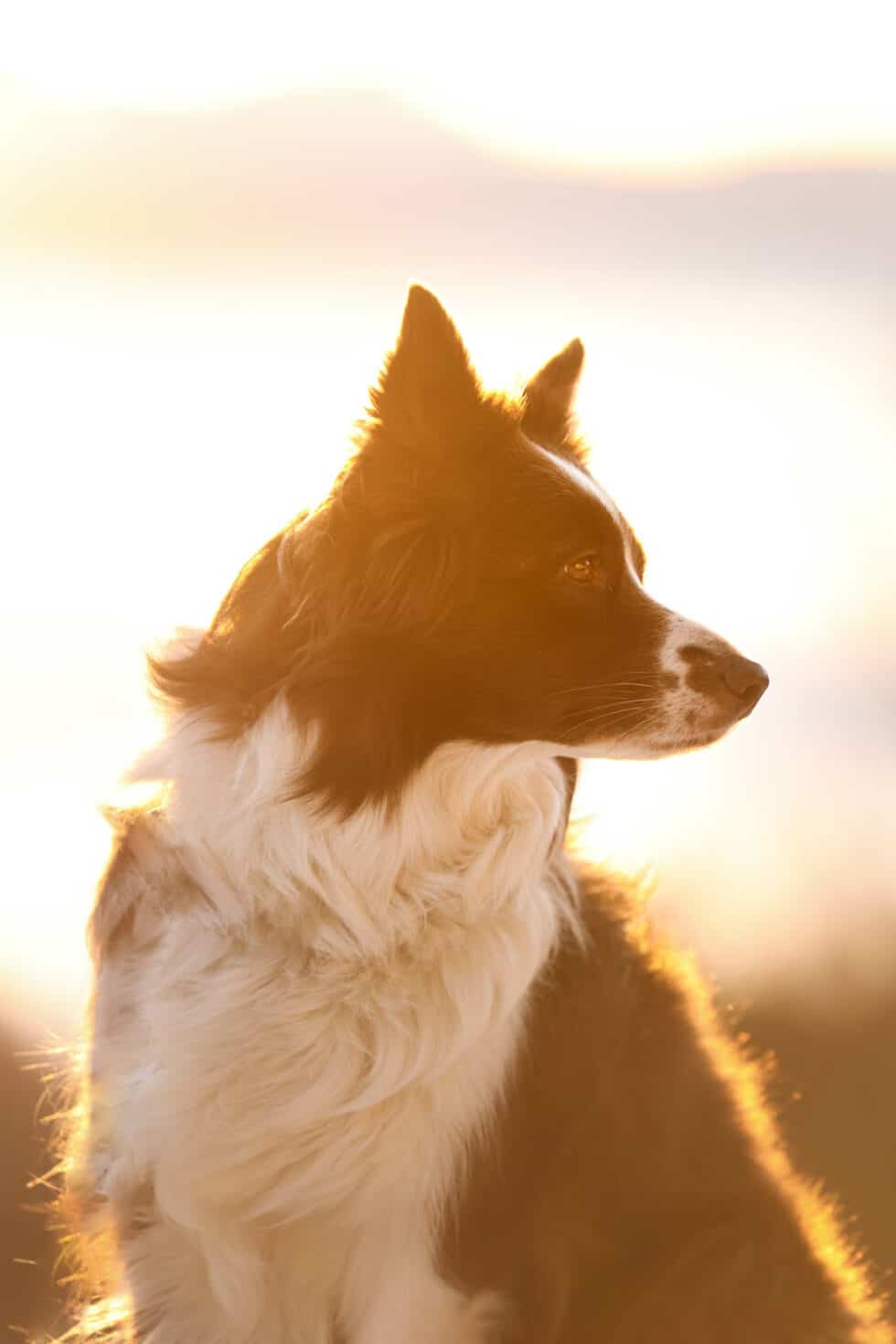 carina-kofler-frau-licht-fotografie-tierfotografie88