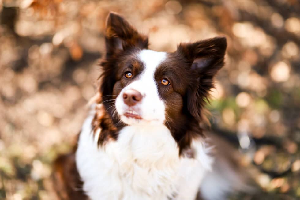 carina-kofler-frau-licht-fotografie-tierfotografie89