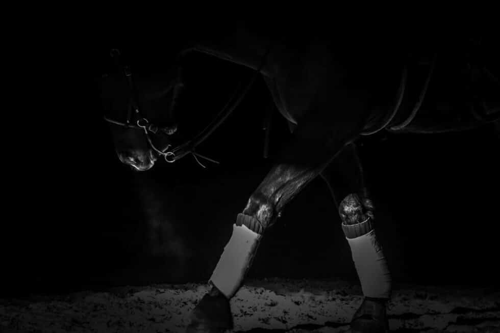 carina-kofler-frau-licht-fotografie-tierfotografie9