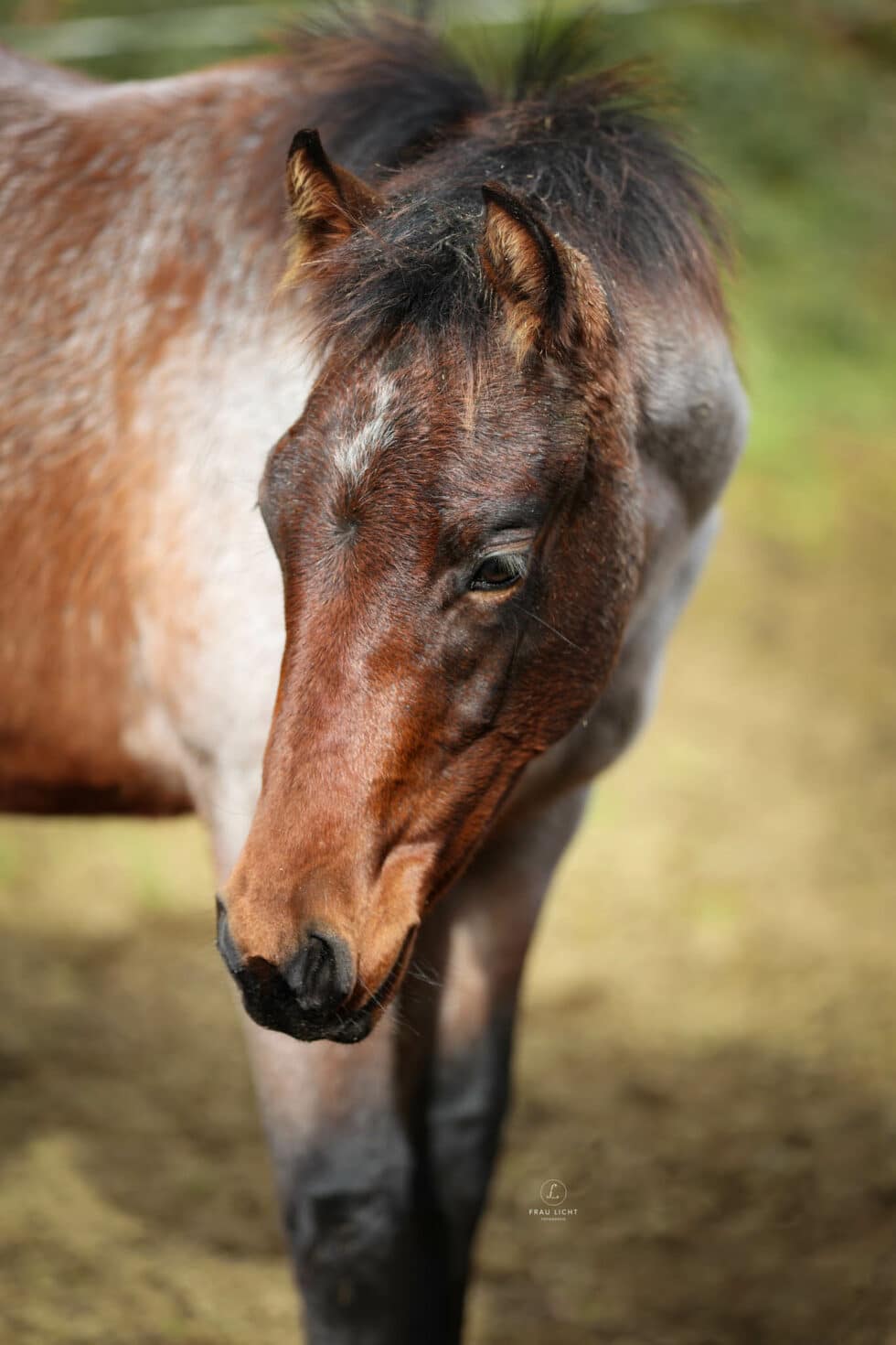 carina-kofler-frau-licht-fotografie-tierfotografie90