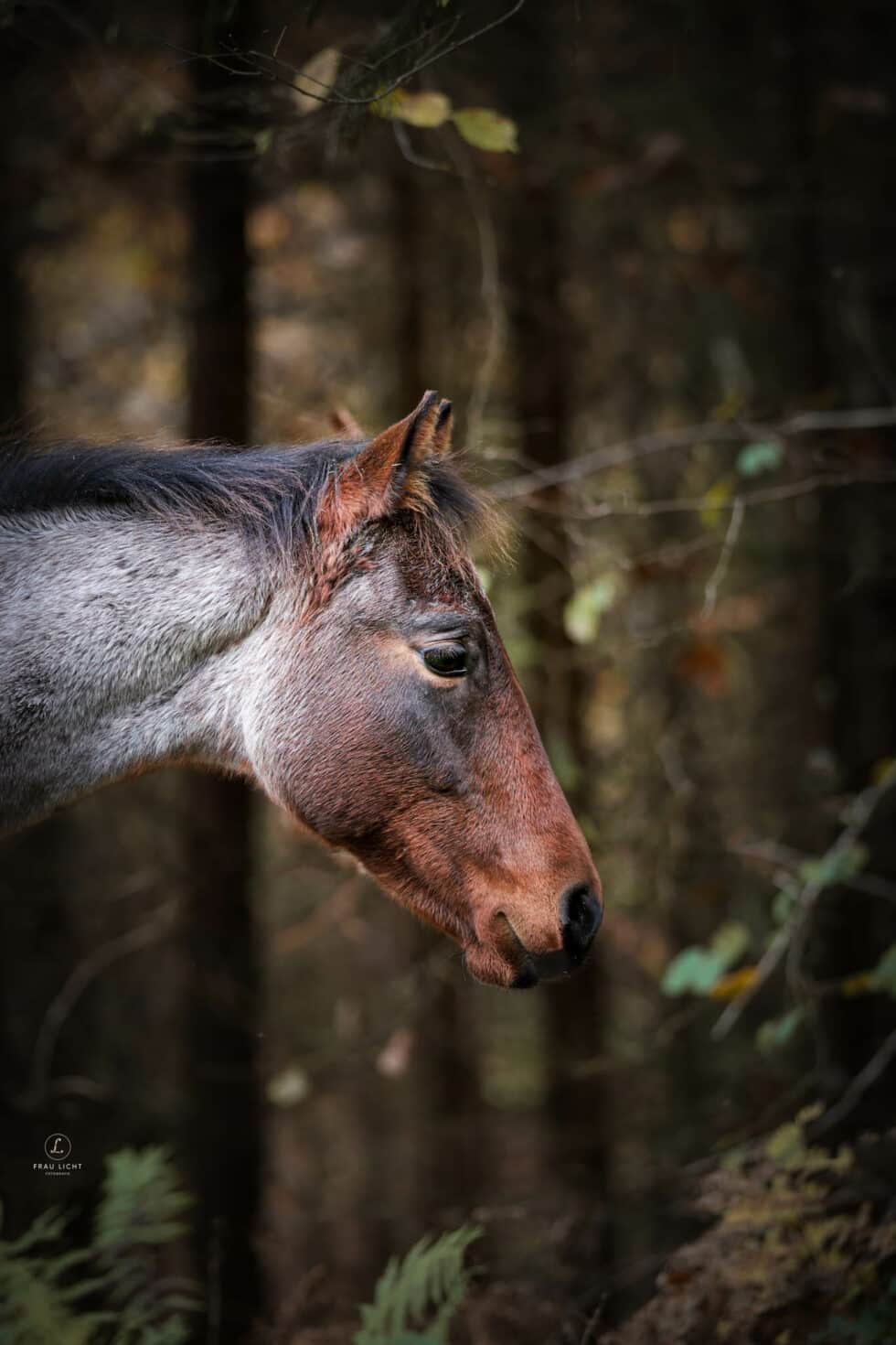 carina-kofler-frau-licht-fotografie-tierfotografie91