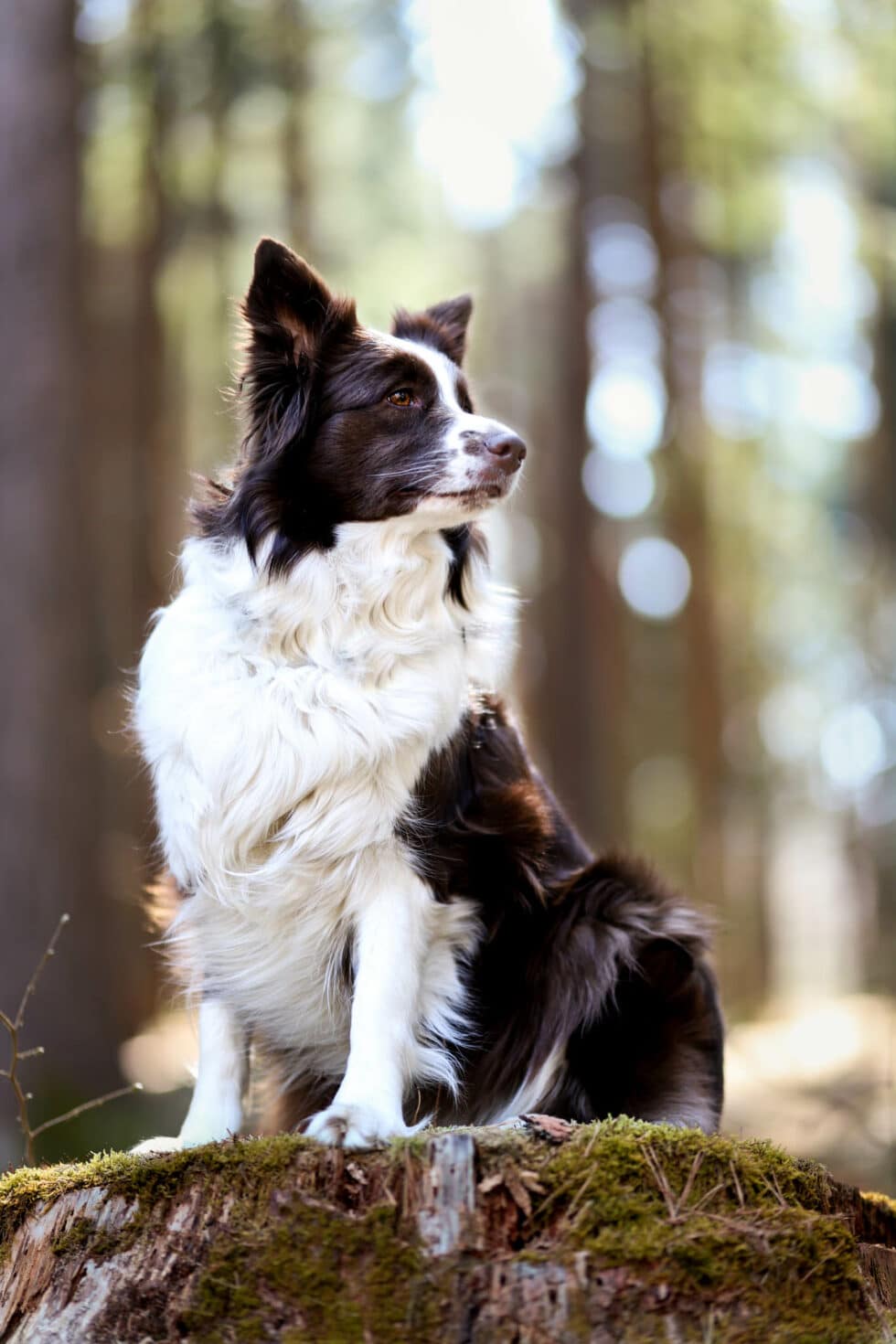 carina-kofler-frau-licht-fotografie-tierfotografie92