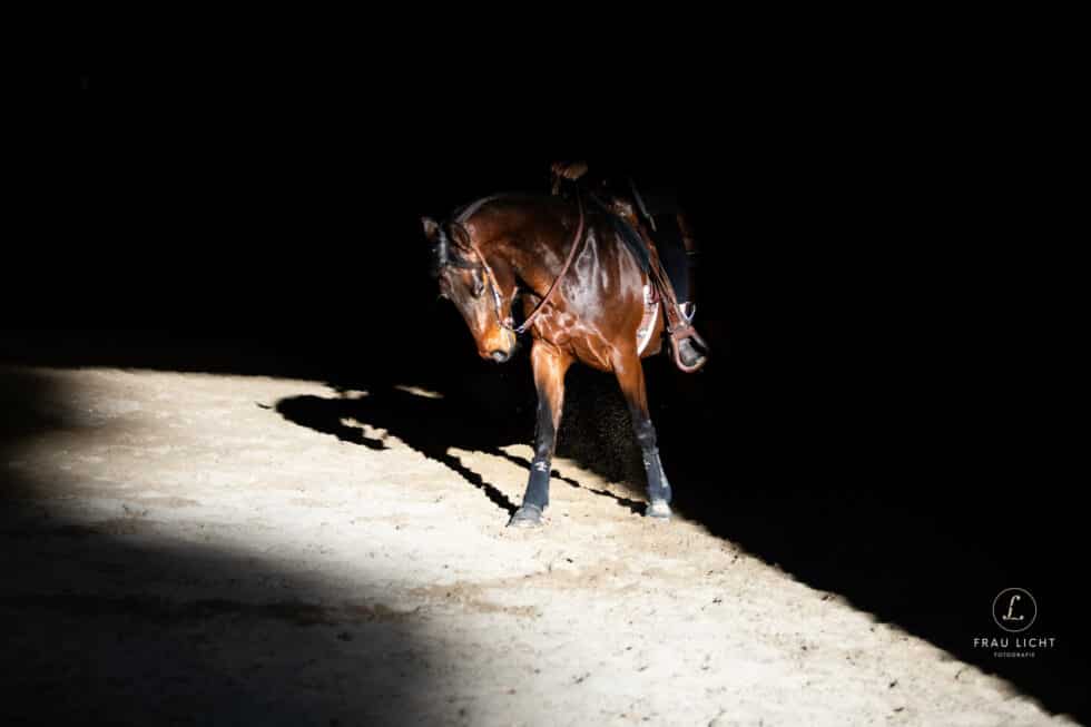 carina-kofler-frau-licht-fotografie-tierfotografie94