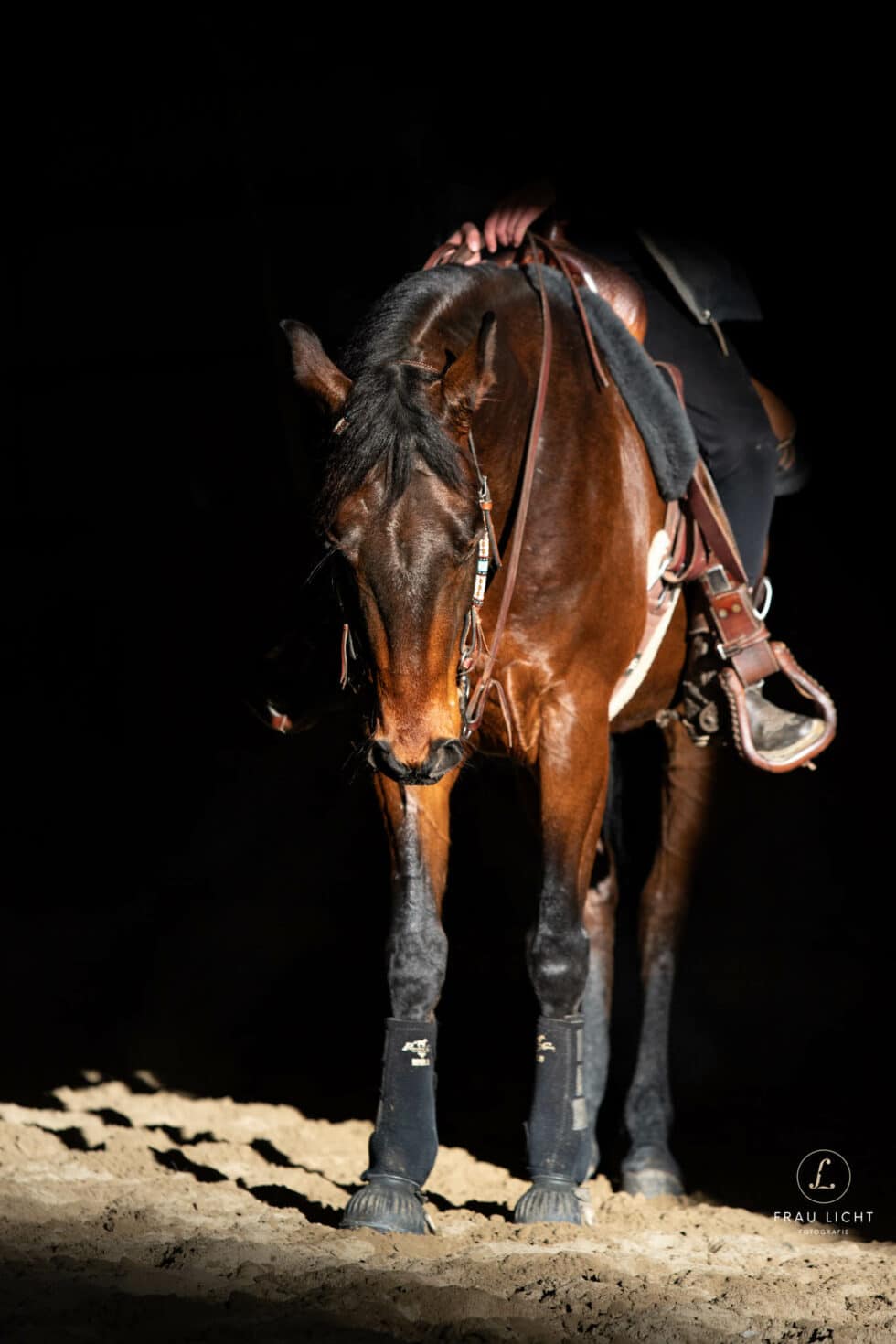 carina-kofler-frau-licht-fotografie-tierfotografie95