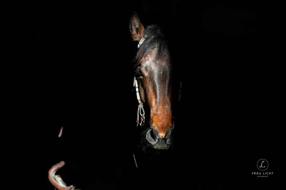 carina-kofler-frau-licht-fotografie-tierfotografie96