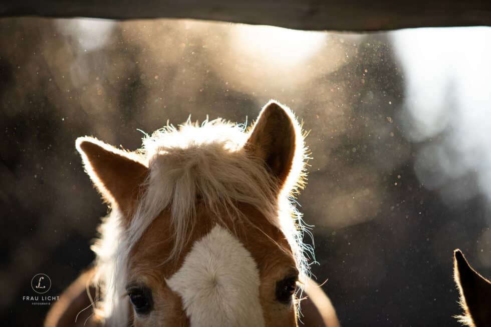 carina-kofler-frau-licht-fotografie-tierfotografie97