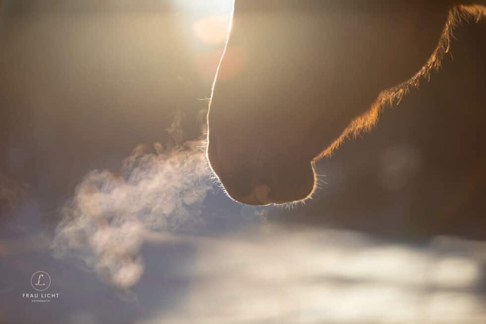 carina-kofler-frau-licht-fotografie-tierfotografie98