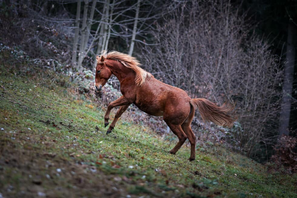 carina-kofler-frau-licht-fotografie-tierfotografie99